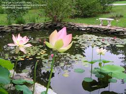 Image result for Lotus discolor