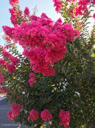 Using the right type of plants can solve a water shortage problem. Best Perennials For A Drought Tolerant Garden