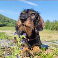 Image result for jezevčík drsnosrstý