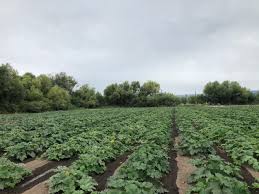 Image result for tbn:0PJB32OL7JwfOM::farm4.static.flickr.com/3324/3329876139_f2d551139f.jpg