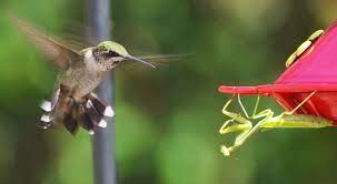 A praying mantis lurks on a hummingbird feeder, watching carefully as a hummingbird hovers near the sugary water. Fyi Can Praying Mantises Eat Hummingbirds
