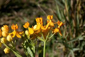Image result for Apocynaceae subfamilies Asclepiadoideae and Secamonoideae