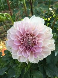 Sweet Natalie 6 8 Blooms Flower Farm September Flowers Dahlia