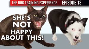 We did not find results for: How I M Introducing My Puppy To Our Cat For The First Time Youtube