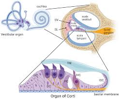 Image result for Cochlea