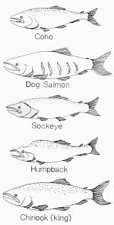 Salmon Coloring Book Pages Athabascan Winter Studies Ane Kindergarten Unit Salmon Drawing Salmon Tattoo Fish Coloring Page