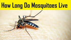 Dont let the bleach sit for too long; How Long Do Mosquitoes Live Life Cycle Of Mosquitoes Youtube