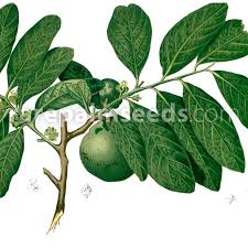 Image result for Diospyros dichrophylla