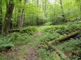 Sugar hill state forest is located about 7 miles west of watkins glen, near the hamlets of tyrone and bradford, in the allegheny plateau. Rock City And Mccarty Hill State Forests Nys Dept Of Environmental Conservation