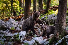 It's difficult to find such a small region offering so much anywhere else in the world. Les Ours En Slovenie Mes 5 Conseils Pour Les Observer Slovenie Secrete