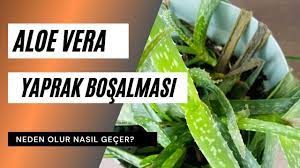 aloe vera yaprak bosalmasi neden olur aloe vera bakimi nasil yapilir youtube