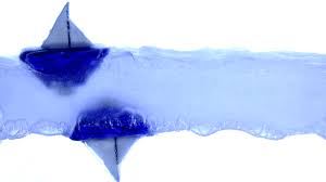 Es un orgullo debutar en boca. Logran Que Una Maqueta De Barco Flote Boca Abajo Sobre Un Liquido Levitante