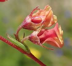 Image result for Hermannia glanduligera