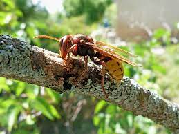 Se débarrasser des frelons naturellement. Chasser Les Frelons Asiatiques De Votre Jardin Bmfecamps