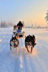 The dogs are very fast and easily cover 20 to 40 miles per day. Dog Sledding In Swedish Lapland Description