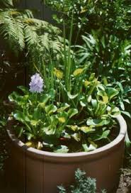 Gardening for outside the door. 21 Goldfish In Pot Pond Ideas Water Garden Goldfish Fish Bowl