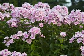 They also add height, heft, and charm to a border. Garden Phlox Tall Phlox Care And Growing Guide