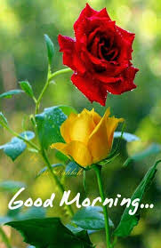Best 50 Good Morning Cool Photos Download Good Morning Good morning images are just not a greeting, but it is an indirect means of. good morning cool photos download