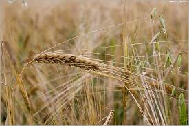 Злаки распространены на всех континентах. Angelskij Kolosok Rasskaz Skazka Dlya Detsada Tatyana Domarenok Proza Ru