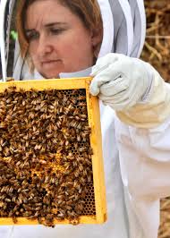Things to know about Asheville Honey Festival, honeybee population