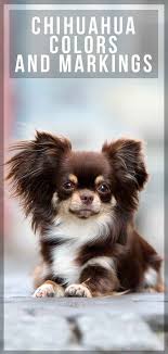 Find Out More About Chihuahua Colors And Markings