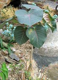 Image result for Ficus pseudomangifera