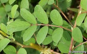 Image result for Indigofera hirsuta