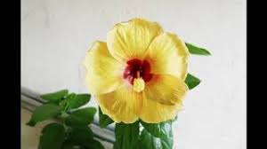 They can shoot pollen that moves with the wind. Quick Answer What Is The Smell Of Gumamela Flower Amazon