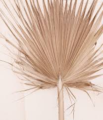 Giant Sun Dried Fan Palm Giant Home Decor Tropical Decor Wall Decor Palm Dried Palm Leaf Fan Palm Large Vases Decor Tropical Decor
