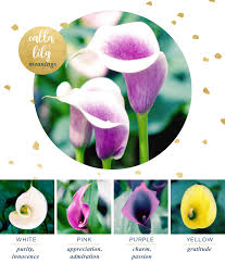 Calla Lily Meaning And Symbolism Ftd Com
