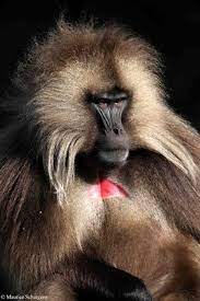 A Gelada Baboon Baboon Chimp Ape Monkey