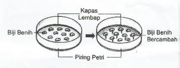 Pembahasan soal unkp mata pelajaran biologi sma tahun pelajaran 2018/2019. Spph 18 19 Minggu 5 Percambahan Biji Benih