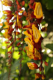 Image result for Thunbergia annua