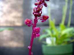 Image result for Malaxis schliebenii