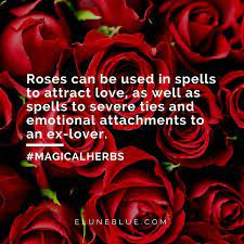 The Queen Of Flowers Rose Magical Properties And Uses Magical Herbs Magical Herbs Magic Herbs Magickal Herbs