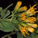 Image result for Pteronia acuminata