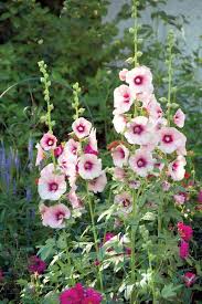 Roots Rx All About Hollyhocks Plant Profiles Heirloom Gardener Hollyhocks Flowers Hollyhock Growing Hollyhocks