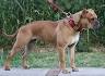 Leavitt Bulldog Dog Breed Information and Pictures