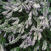 Image result for Fabiana imbricata