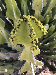 Image result for Euphorbia venteri