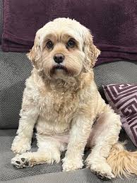 Recommendations for a great dog groomer in Middleburg?