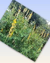Image result for Crotalaria reptans- intermediates with pisicarpa