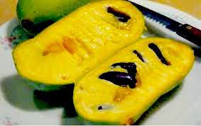 The fruit of premium pawpaw seed. Chappell Pawpaw Hillbilly Pawpaws Persimmon Trees