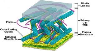 Check spelling or type a new query. Plant Cell Wall Structure 10 Download Scientific Diagram