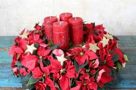 Want to know which flowers create the longest lasting bouquets? Poinsettias As Cut Flowers Richard Jackson Garden