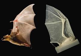 Duck rumps are often obscured by folded wings, but when they are visible, note the color or any pattern to help identify the duck. Brown Researchers Build Robotic Bat Wing News From Brown