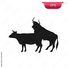 Cow bull sex