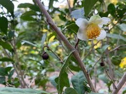 Image result for Camellia sinensis