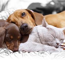 This treatment features a combination of herbal ingredients that have been shown to offer antifungal this excel roundworm liquid dewormer is safe for cats and kittens over 6 weeks of age and it is. Can A Natural Dewormer For Dogs And Cats Work