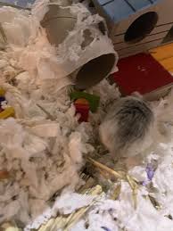 Diys 4 Hammies
